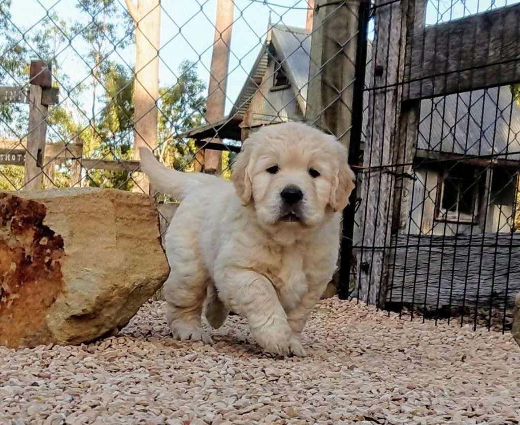 fiddlehead farm golden retrievers