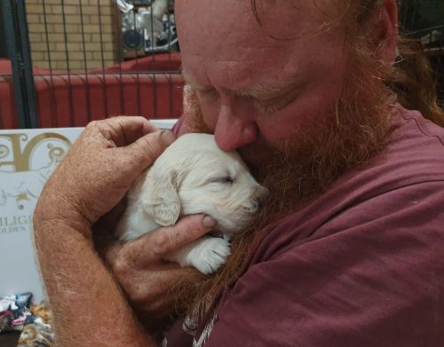 Robert Hill gently holding a newborn Golden Retriever puppy at Filigrigold, reflecting calm, attentive early handling and care.