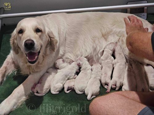 Golden Retriever mother nursing her newborn puppies at Filigrigold, showing calm, attentive early care and gentle human handling.