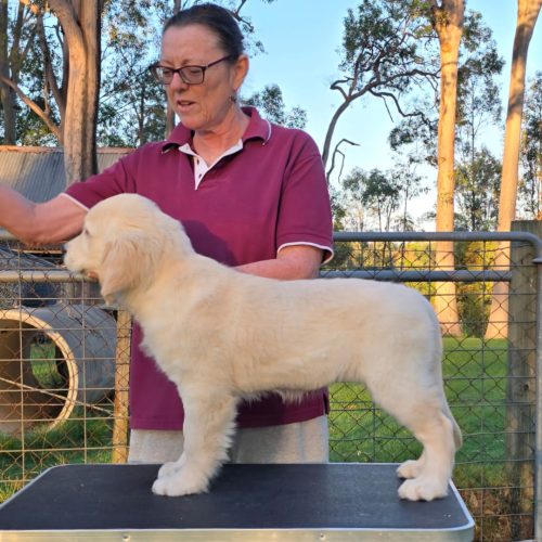 Samara standing puppy on table