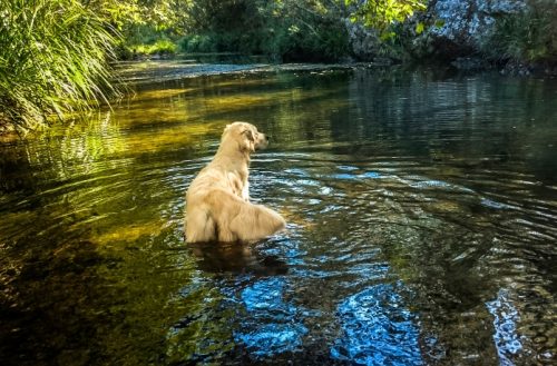 Filigrigold Golden Retriever standing in a lake